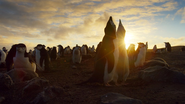 Still from Planet Earth II - Season 1 Episode 1