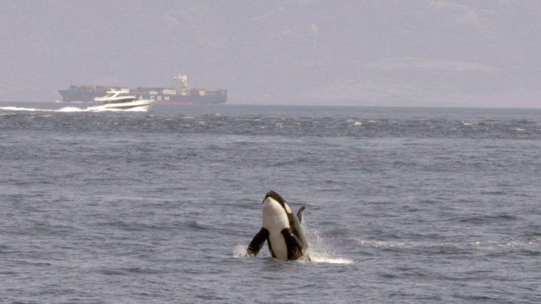 Watch Out for Orcas! Danger Off Gibraltar? (2024)