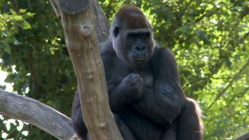 Still image for Gorilí povídání season 1 episode 1: Episode 1