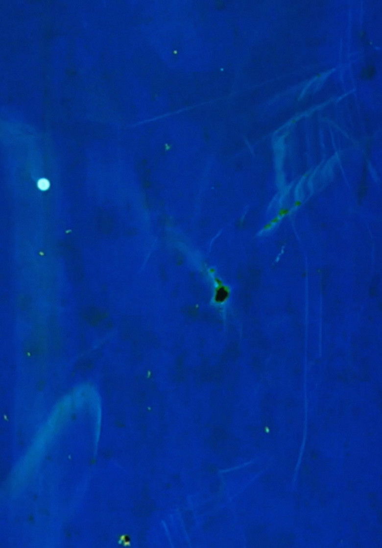 Imatge de Sound of a Million Insects, Light of a Thousand Stars