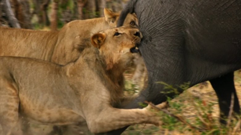 Africa's Giant Killers main backdrop