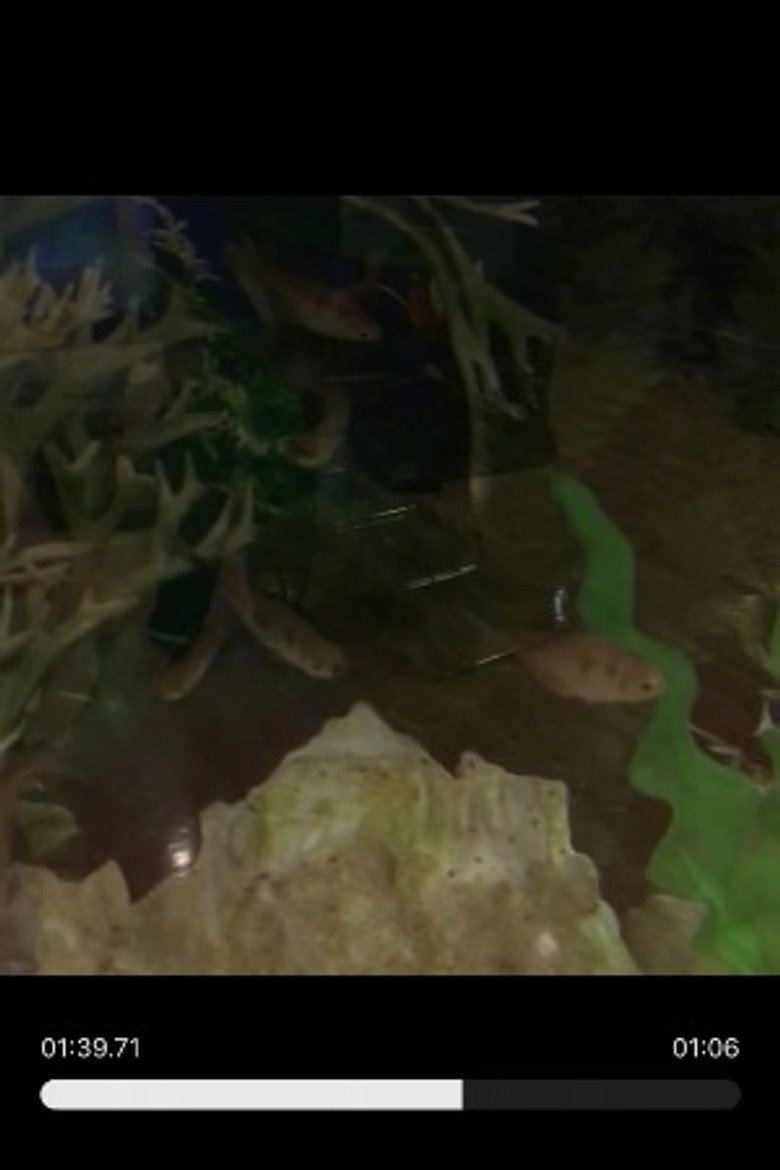 Photo de Random Fishies