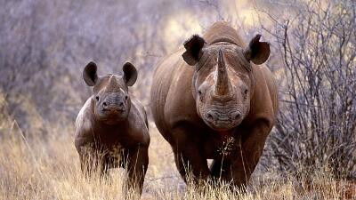 Still image for All About Animals season 1 episode 7: Episode 7