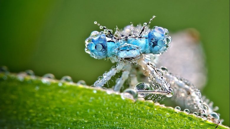Fascinants insectes backdrop