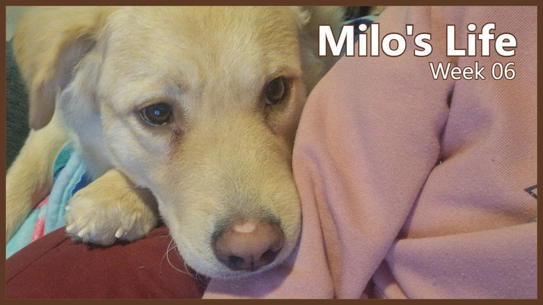 Still image for Milo's Life season 1 episode 6: Centre of Attention | Week 06 Still image for Milo's Life season 1 episode 6: Centre of Attention | Week 06