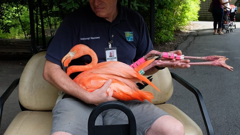 Still image for The Zoo season 1 episode 4: Moving Day Still image for The Zoo season 1 episode 4: Moving Day