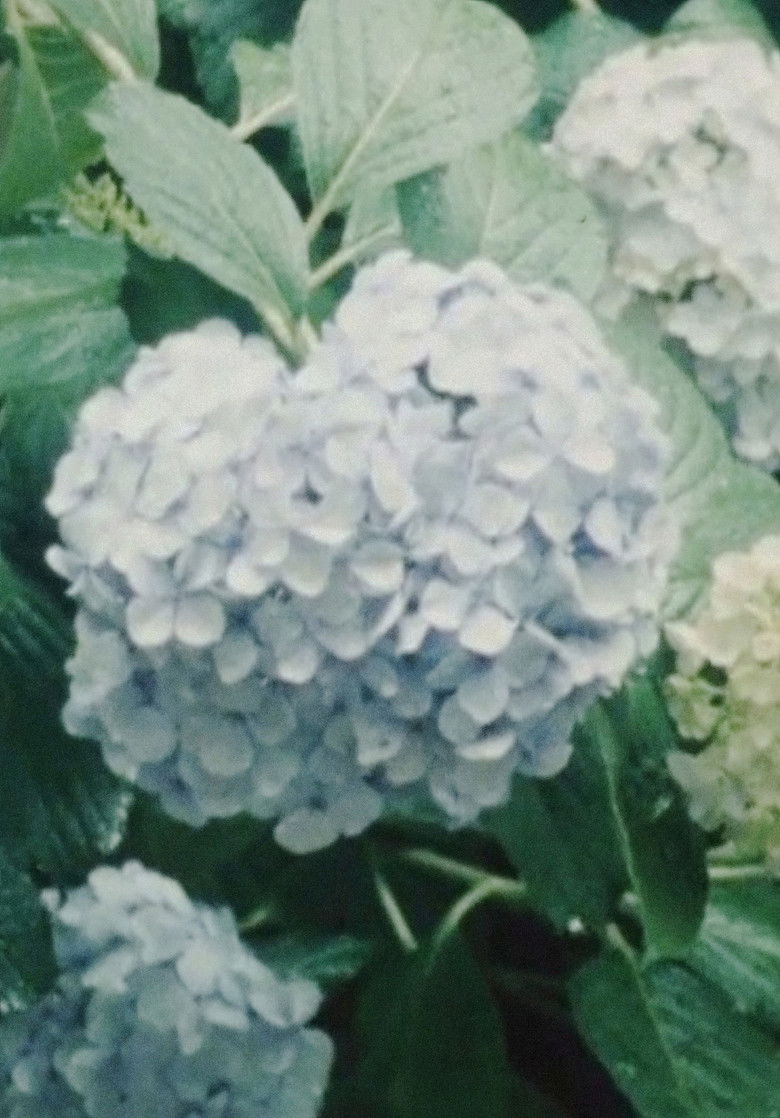 Imatge de あじさいならい