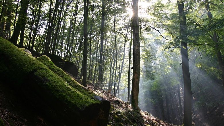 Das grüne Wunder - Unser Wald movie poster