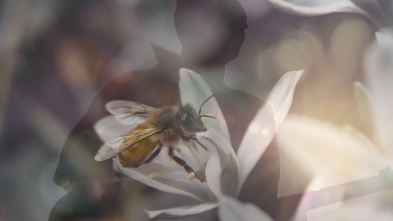 Imatge de The Artist Body