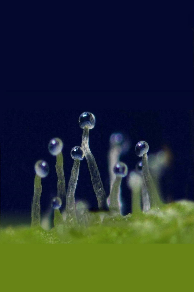 Imatge de What If Cannabis Cured Cancer