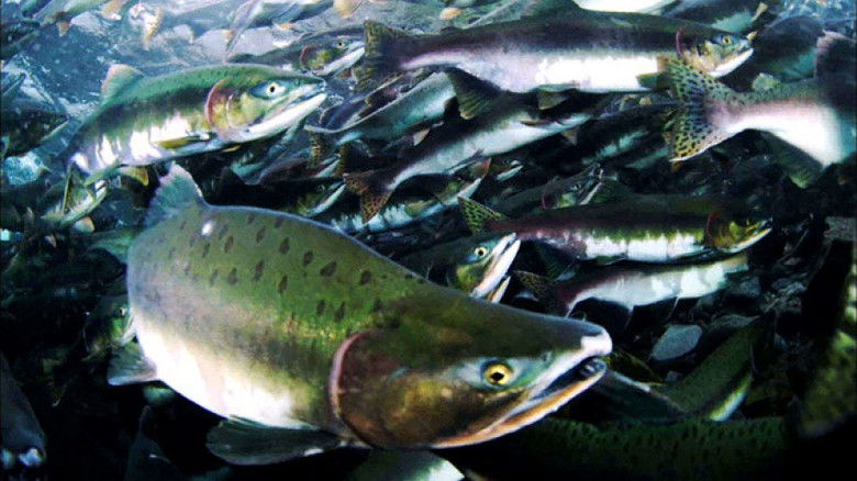 Still image for Wild Hokkaido! season 1 episode 17: Autumn on the Coast of Shiretoko Still image for Wild Hokkaido! season 1 episode 17: Autumn on the Coast of Shiretoko