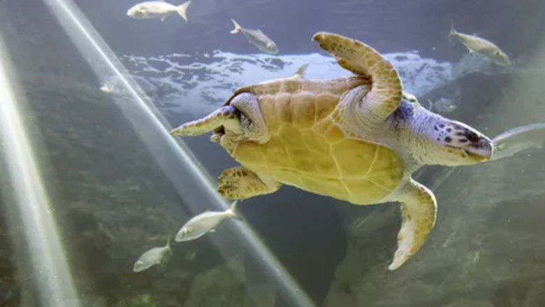 Still image for L'aquarium du bout du monde season 1 episode 4: Episode 4