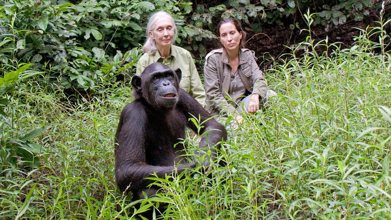 Imatge de Schimpansen im Kongo mit Jane Goodall