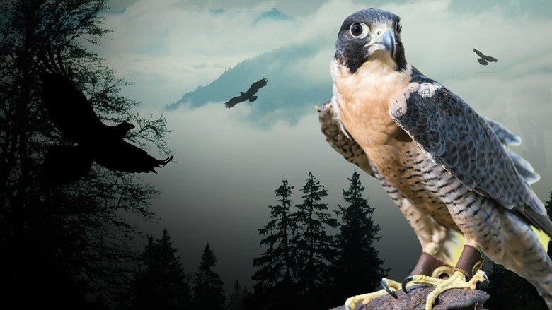 Peregrine Falcon: Lord of the Skies backdrop