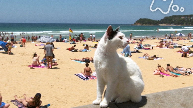 Still image for Mitsuaki Iwago's World “Cats” Travelogue season 1 episode 82: Sydney Still image for Mitsuaki Iwago's World “Cats” Travelogue season 1 episode 82: Sydney