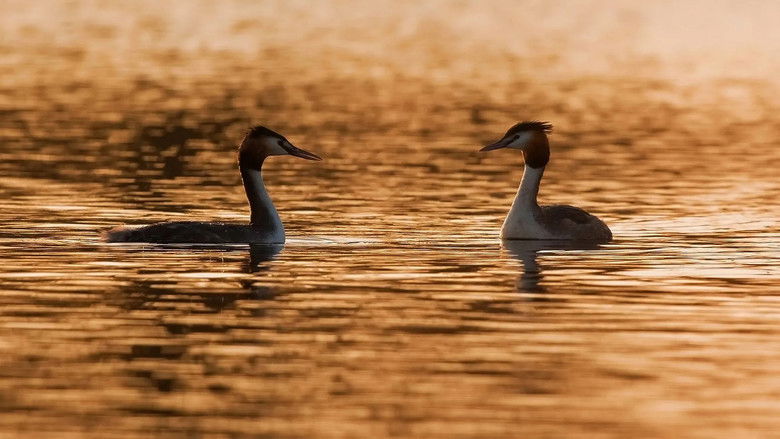 Still image for Wild Kingdom season 1 episode 1: Episode 1