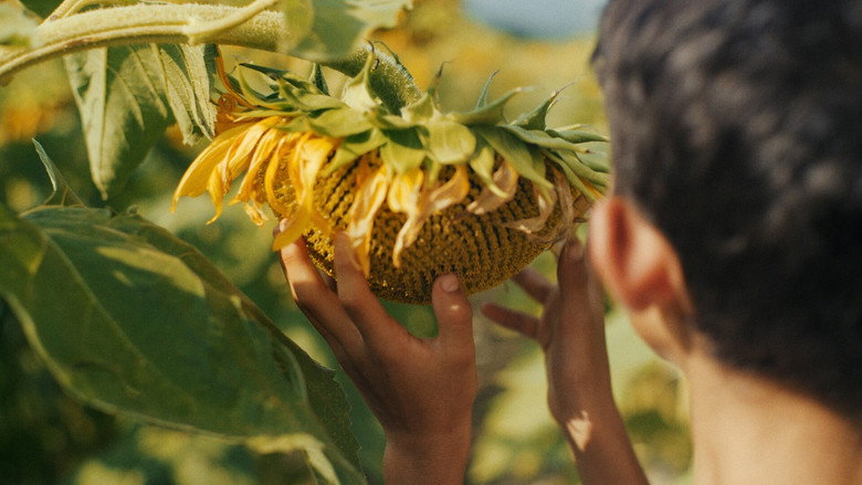 Imatge de I fiori non hanno le scarpe