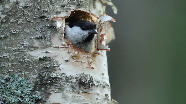 Still image for Stories from the Forest season 1 episode 18: Episode 18 Still image for Stories from the Forest season 1 episode 18: Episode 18