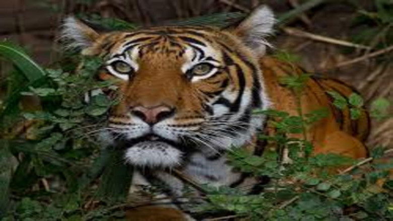 Still image for The Zoo: San Diego season 1 episode 6: Mek Comes Home Still image for The Zoo: San Diego season 1 episode 6: Mek Comes Home