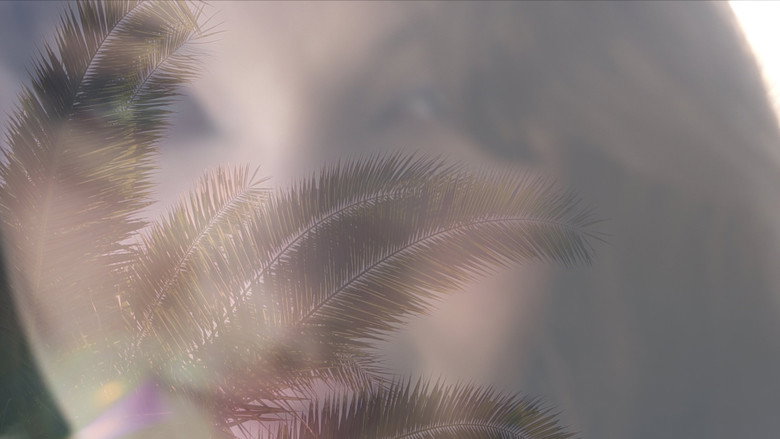 Imatge de Some Palm Trees Are Taller Than Others