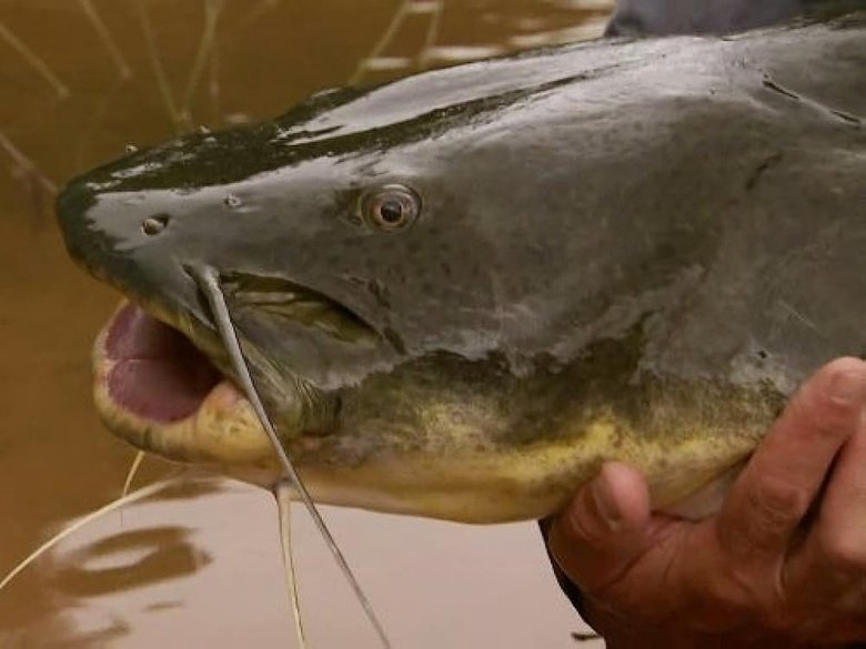 Still image for River Monsters season 1 episode 2: Killer Catfish Still image for River Monsters season 1 episode 2: Killer Catfish