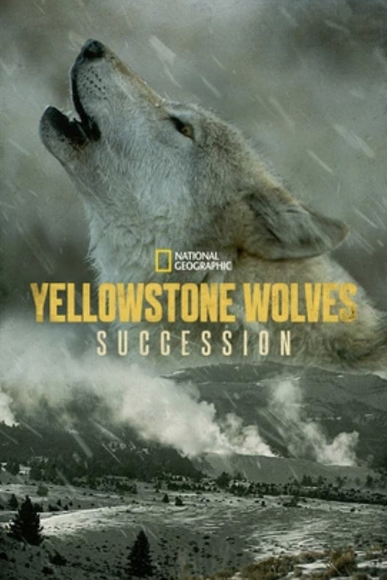 Imatge de Yellowstone Wolves: Succession