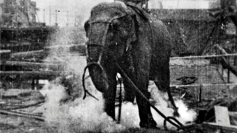 Electrocuting an Elephant