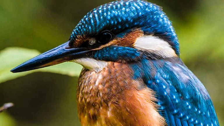 Still image for Secret Life of the Forest season 1 episode 1: Spring Still image for Secret Life of the Forest season 1 episode 1: Spring