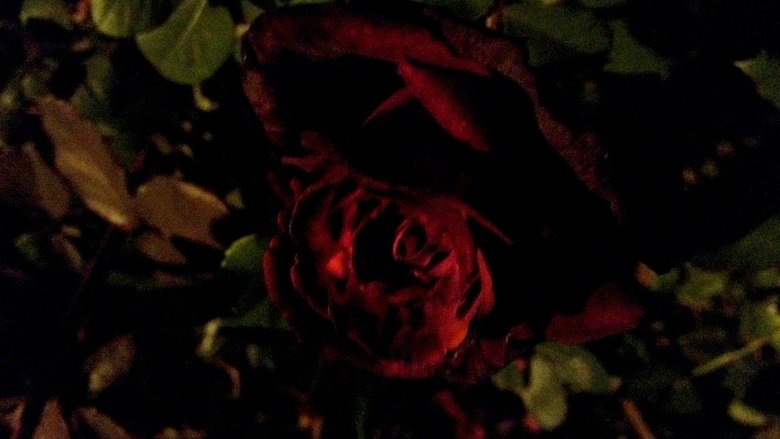 Gallery image from 7Z9L804ELdnAQym12YNPpqbjgxs.jpg