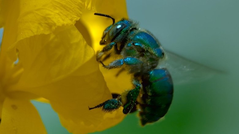 Still image for Queens season 1 episode 3: Tiny Jungle Queens Still image for Queens season 1 episode 3: Tiny Jungle Queens