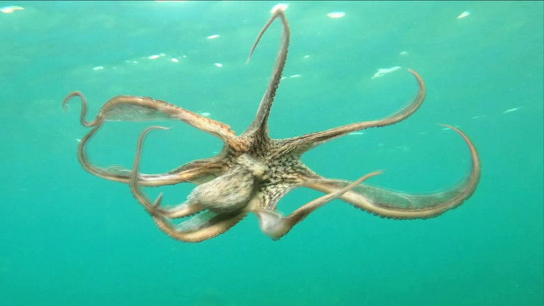 Still image for Mysterious Islands season 1 episode 7: Indonesian Island Mystery Still image for Mysterious Islands season 1 episode 7: Indonesian Island Mystery