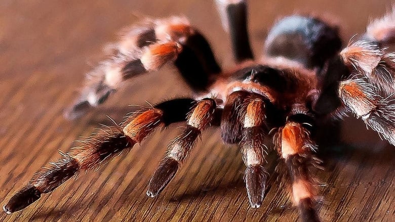 Tarantulas: Il volo della morte