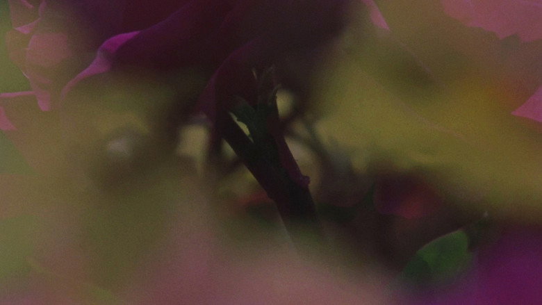 Imatge de Flowerbed