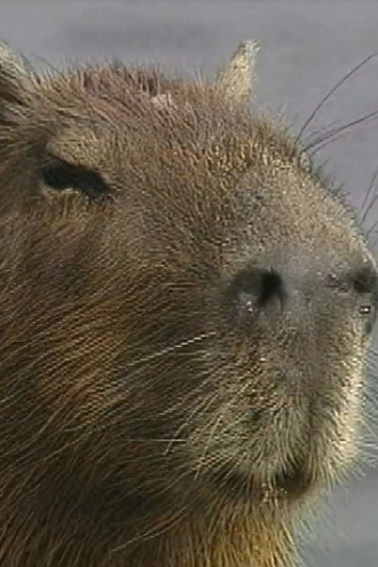 Imatge de The Giant Capybara