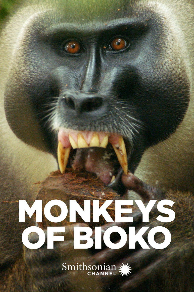 Imatge de Monkeys of Bioko
