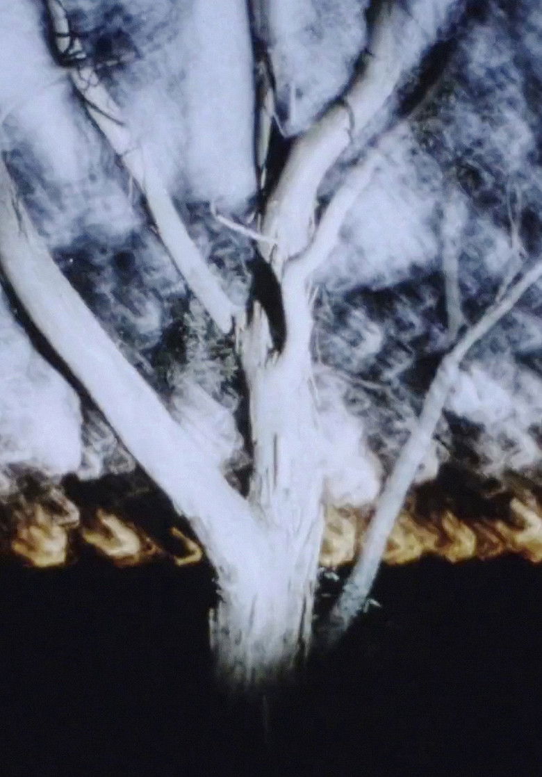 Imatge de The Land at Night