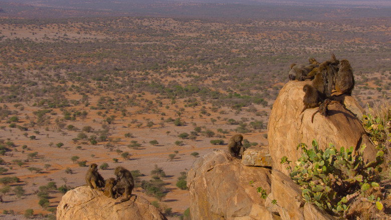 Still from The Secret Lives of Animals - Season 1 Episode 10