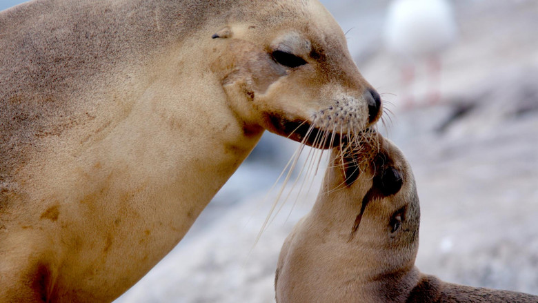 Still image for Wild Tales season 1 episode 1: Sea Lion King