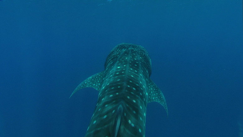 Still from Planet Earth - Season 1 Episode 11