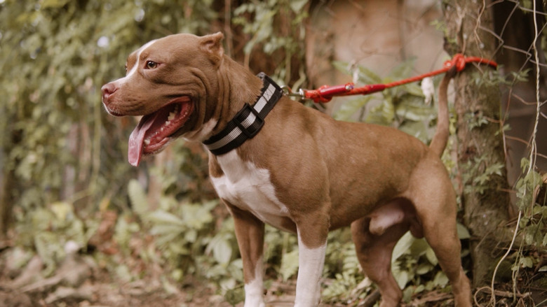 Imatge de Hitting Budapest: A Literary Film Adaptation