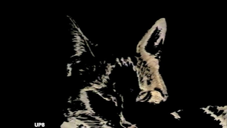 Imatge de Duo des Chats