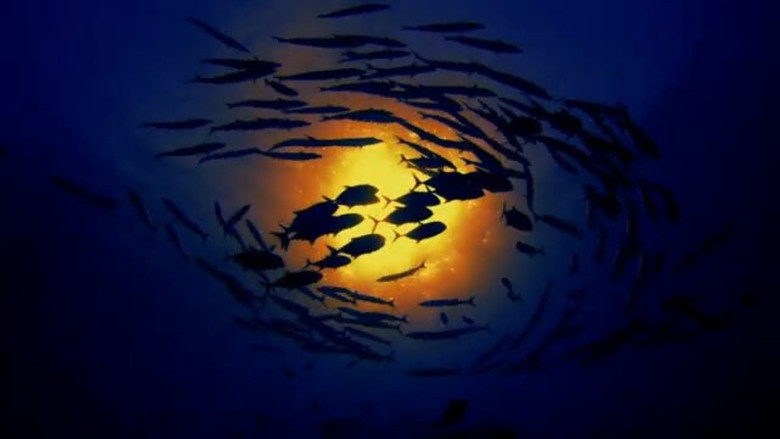 Imatge de SANCTUARY - Safeguarding Australia's Oceans