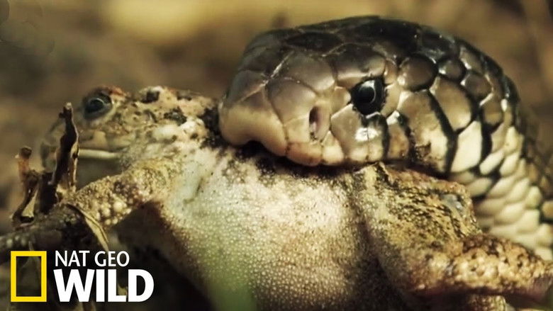 Serpent &agrave; sonnette : la terreur du d&eacute;sert