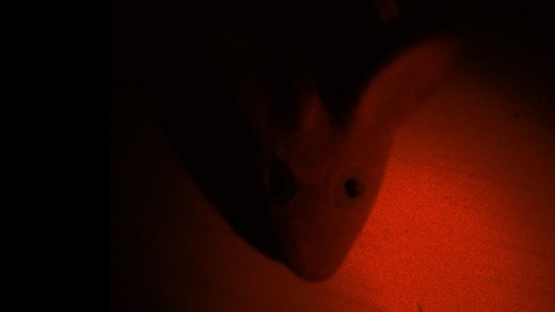The Tragedy of the Rat main backdrop