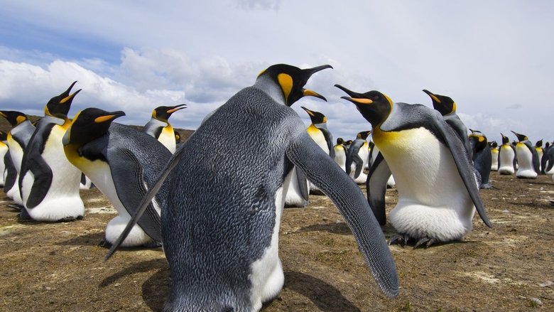 Still image for Animal Fight Night season 1 episode 3: Beach Brawl Still image for Animal Fight Night season 1 episode 3: Beach Brawl