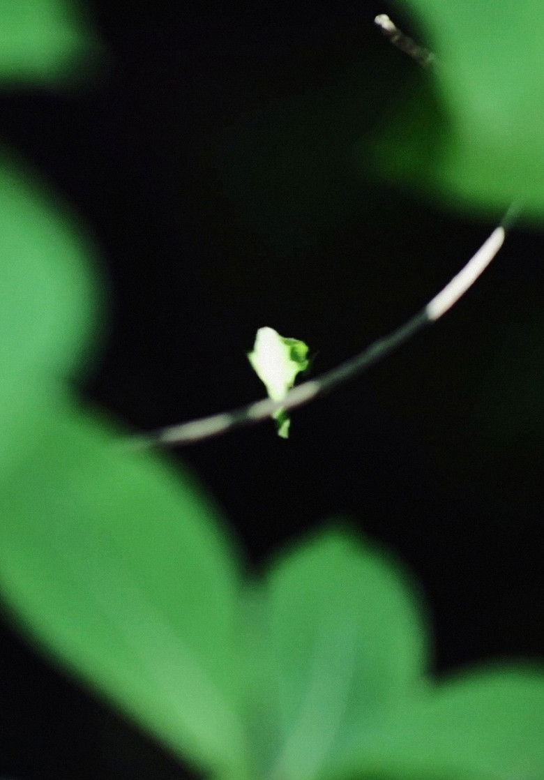 Imatge de 浮いてる集団