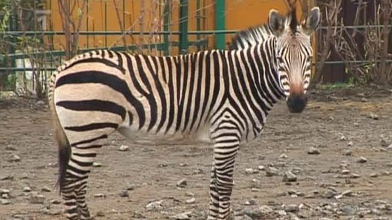 Přežili rok 2000 Sezóna 1 Epizoda 7 bombuj