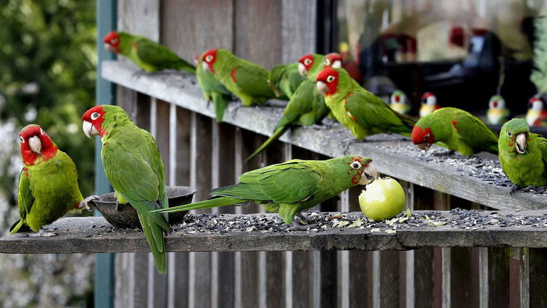 The Wild Parrots of Telegraph Hill Photo 6