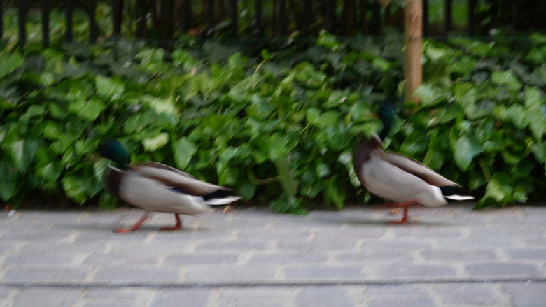 Imatge de Une balade au square des batignoles