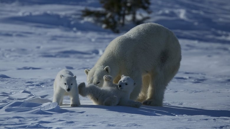 Wild Canada – Άγριος Καναδάς Δύο